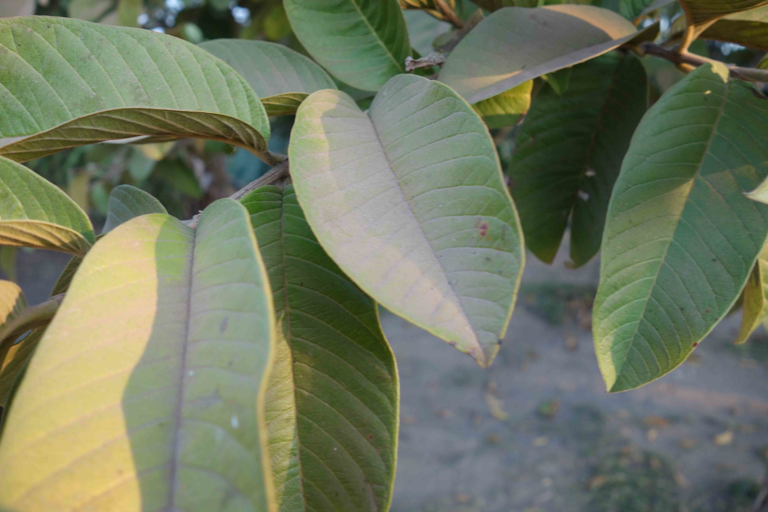 Kabwe leaf