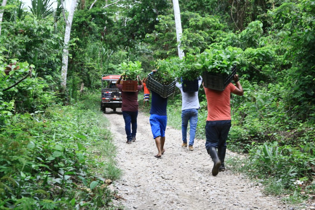 Rainforest reforestation - Pure Earth is working with CINCIA to restore degraded mining sites in Madre de Dios, Peru