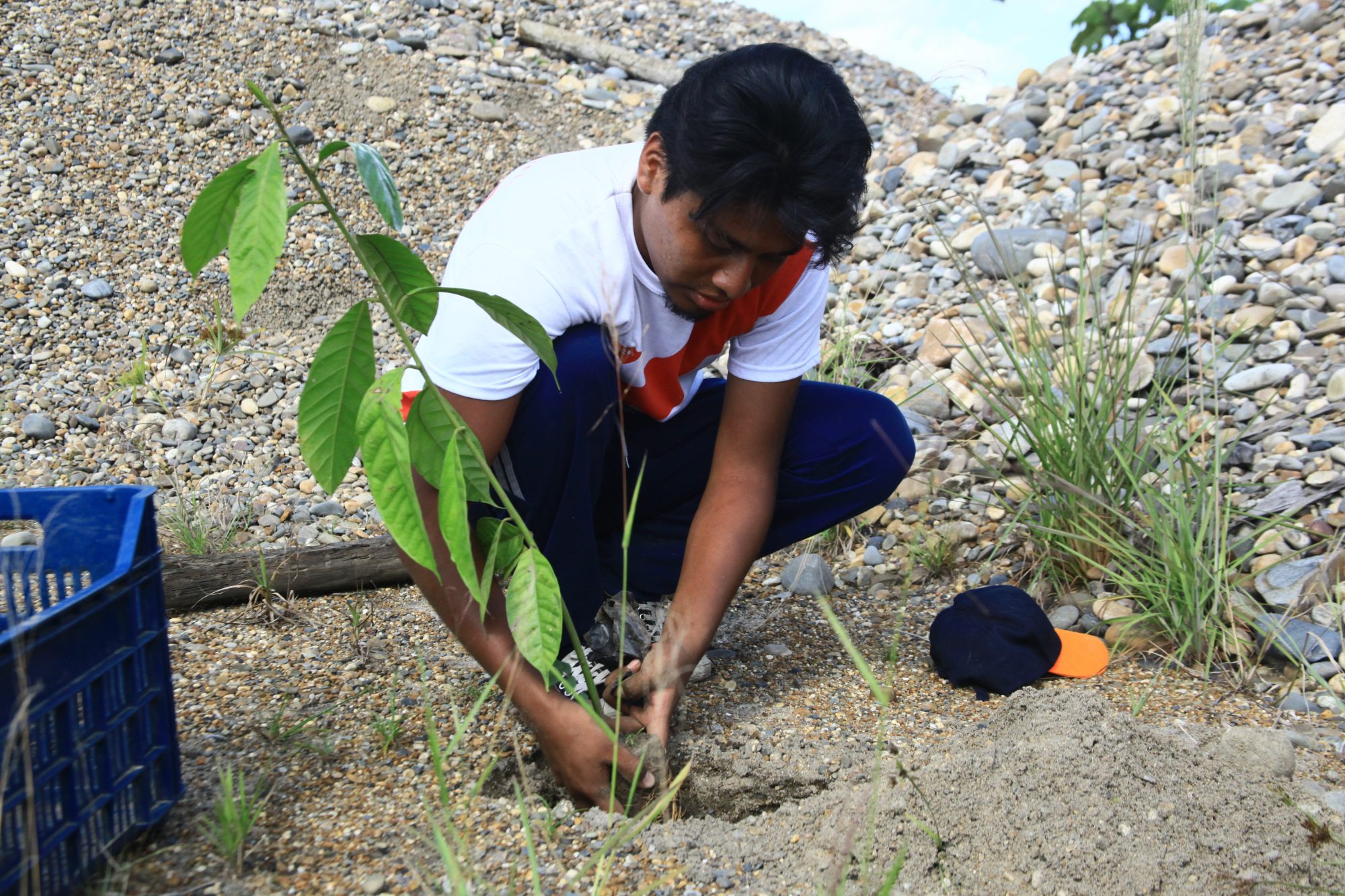Rainforest reforestation - A Pure Earth/CINCIA A team member planting a seedling in the degraded Fortuna Milagritos site in November 2018.