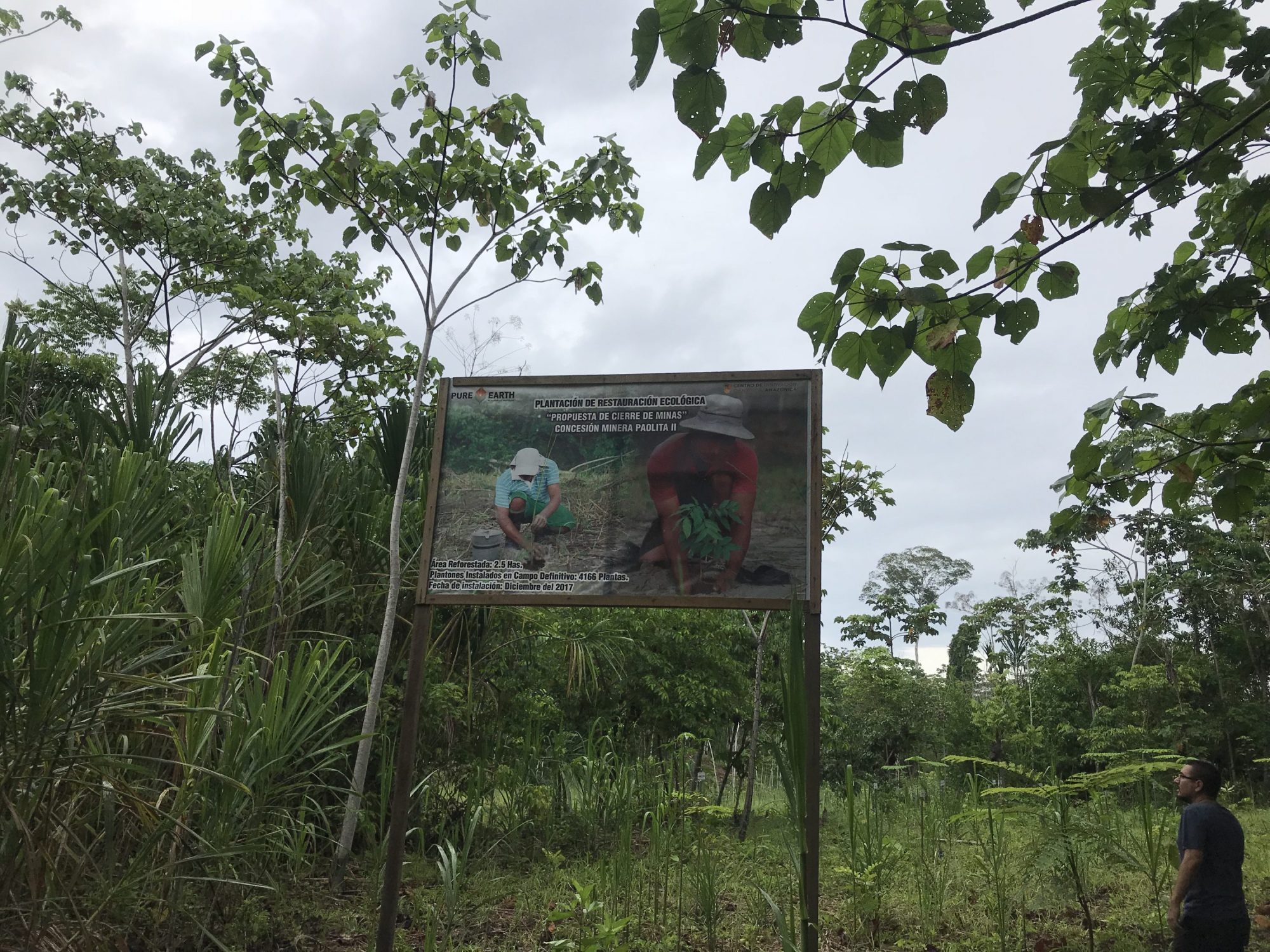 Rainforest reforestation - A signboard explains the replanting at the Paolita II site, a project by Pure Earth and CINCIA