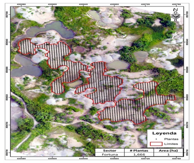 Rainforest reforestation - An orthomosaic map of the restoration area at the Fortuna Milagritos site